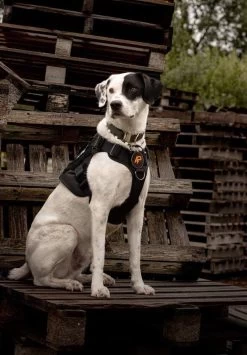 Always Prepared © Pro K9 Hondentuig - Anti Trek - Y Tuig - Middel En Grote Hond - Veiligheidstuig -Dierenwinkel 835x1200 3
