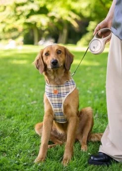 Hondenriem - Leiband Hond - Rollijn - 5 Meter - Beige - Riem Met Oprolsysteem - Hondenriem Flexi - Hondenlijn - Uitlaatriem -Dierenwinkel 858x1200 3