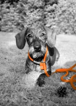 Rebel Petz - Honden Trainingslijn Met Halsband - Taupe, Zwart, Groen & Oranje - Maat Small Of Large - Kleur: Oranje, Maat: Large -Dierenwinkel 870x1200 2