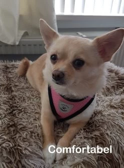 Luxyana® Honden Tuigje - XS - 25-28cm - Geschikt Voor Puppy En Als Kattentuigje - Easy Step-in Hondenharnas - Inclusief Bijpassend Riempje - Zwart -Dierenwinkel 884x1200 4