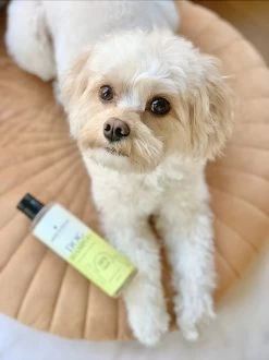 Fresh & Fluffy - Hondenshampoo Kamille / Patchouli - Geschikt Voor Alle Hondenrassen - Natuurlijk & Vegan Voor De Gevoelige Huid - 250ml -Dierenwinkel 899x1200 4