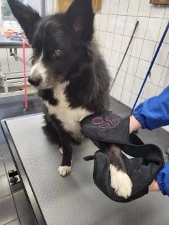 N4dogs – Hondenhanddoek – Honden Handdoek – Microvezel Handdoek – Handdoek Hond – Droogdoek Hond – Dierendeken – Sterk Absorberend – Handdoek Met Zakken - Zwart - 66 X 23 Cm 10 N4dogs – Hondenhanddoek – Honden Handdoek – Microvezel Handdoek – Handdoek Hond – Droogdoek Hond – Dierendeken – Sterk Absorberend – Handdoek Met Zakken - Zwart - 66 X 23 Cm -Dierenwinkel 900x1200 18