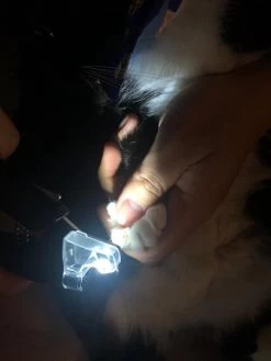 SunnyPets - Professionele Dieren Nagelknipper - Wit - Met LED En Vijl - Hond - Kat - Geschikt Voor Alle - Nageltang -Dierenwinkel 900x1200 20