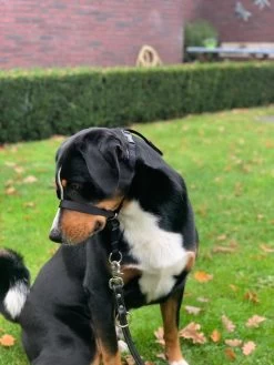 Gentle Leader Hoofdhalster Medium Zwart Beaphar -Dierenwinkel 900x1200 26