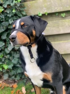 Gentle Leader Hoofdhalster Medium Zwart Beaphar -Dierenwinkel 900x1200 27