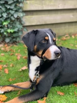 Gentle Leader Hoofdhalster Medium Zwart Beaphar -Dierenwinkel 900x1200 29