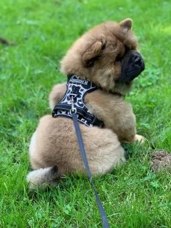 Antitrek Hondentuigje - Middelgrote Honden - Luipaard - Maat M - Borstring - Reflecterend 17 Antitrek Hondentuigje - Middelgrote Honden - Luipaard - Maat M - Borstring - Reflecterend -Dierenwinkel 900x1200 36