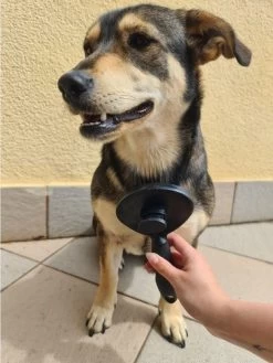 Purlov Zelfreinigende Kattenborstel En Hondenborstel - Haarverwijderaar Voor Huisdieren - Hondenborstel -Hondenhaar Kattenhaar Verwijderaar 15 Purlov Zelfreinigende Kattenborstel En Hondenborstel - Haarverwijderaar Voor Huisdieren - Hondenborstel -Hondenhaar Kattenhaar Verwijderaar -Dierenwinkel 901x1200 5