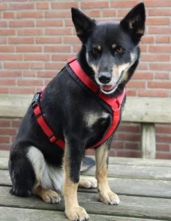 Annyx Hondentuig Harnas Zwart Rood - Y Model - Maat S Is Geschikt Voor Borstomvang 52-64cm. -Dierenwinkel 928x1200 3