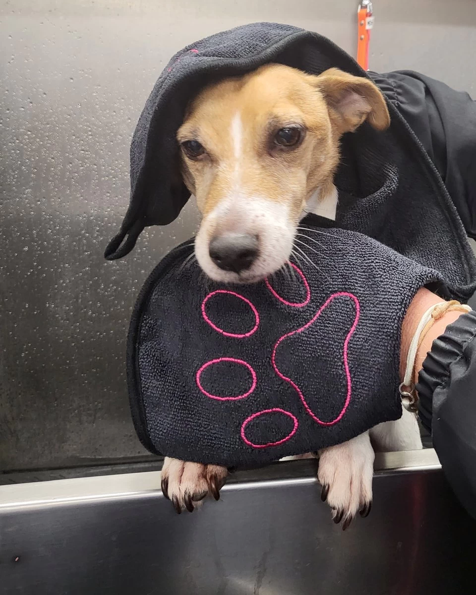 N4dogs – Hondenhanddoek – Honden Handdoek – Microvezel Handdoek – Handdoek Hond – Droogdoek Hond – Dierendeken – Sterk Absorberend – Handdoek Met Zakken - Zwart - 66 X 23 Cm 3 N4dogs – Hondenhanddoek – Honden Handdoek – Microvezel Handdoek – Handdoek Hond – Droogdoek Hond – Dierendeken – Sterk Absorberend – Handdoek Met Zakken - Zwart - 66 X 23 Cm